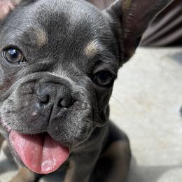 French Bulldogs from Asia