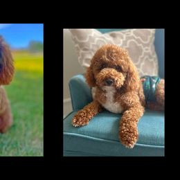 Maverick - Poodle