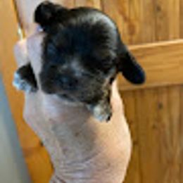 Girl 1 - Black and tan female Cocker Spaniel puppy in Sautee Nacoochee, Georgia from Candy's Cockers