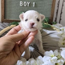 Boy 1 - White male Maltese puppy in Moreno Valley, California from Leslie's Maltese