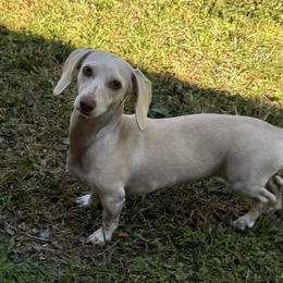 Pearl - Dachshund