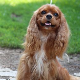 Jace - Cavalier King Charles Spaniel