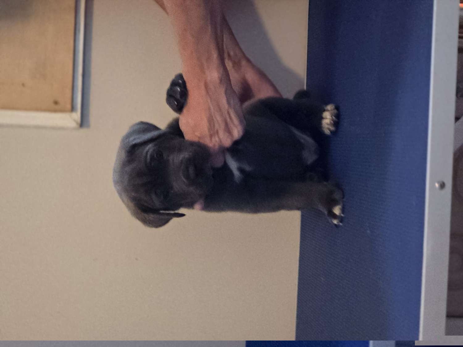 Yellow Collar Boy - Cane Corso puppy from Caliber Cane Corso