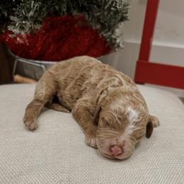 Paul - Red  male Poodle puppy in Saint George, Utah from Oodles of Poodles