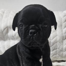 Companion Crosses, French Bulldogs, and Pugs from French bulldog Pugs of TN
