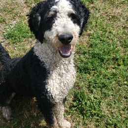Anton - Bernedoodle