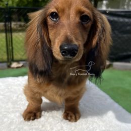 Tommy - Red male Dachshund puppy in Imperial, Missouri from Bea’s Dackel Haüs