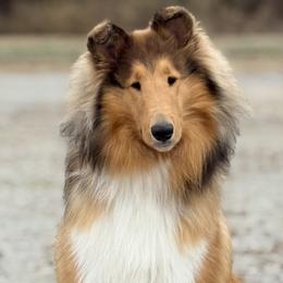 Collies and Shetland Sheepdogs from Clarity