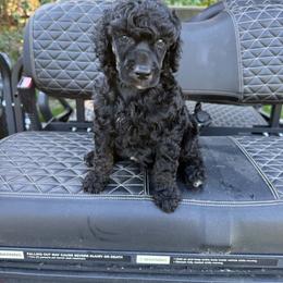 Boy 2 - Phantom male Poodle puppy in Wentworth, South Dakota from PaintersPreciousPoodles
