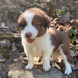 Hunter - Red tri-color male Australian Shepherd puppy in Grants Pass, Oregon from Carmel Mountain Aussies