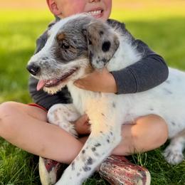 Bruce - Blue merle male Assorted Doodle Crosses puppy in Ohio from Holley Doodles