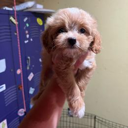 Loretta - Apricot female Aussiedoodle puppy in Hickory Grove, South Carolina from Oopsie Doodles