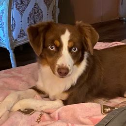 Pistol - Miniature Australian Shepherd