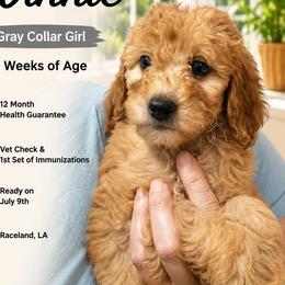 1400.00 Winnie: Gray Collar - Apricot female Goldendoodle puppy in Raceland, Louisiana from Cajun Doodles