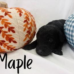 Maple - Black female Goldendoodle puppy in Cedartown, Georgia from Loyal Doodles