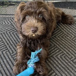 DM9048 - Caramel male Australian Labradoodle puppy in Easley, South Carolina from Royal Diamond Labradoodles