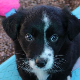 Uno - Black & white male Australian Shepherd puppy in Phoenix, Arizona from Rockin' Diamond T Ranch Australian Shepherds