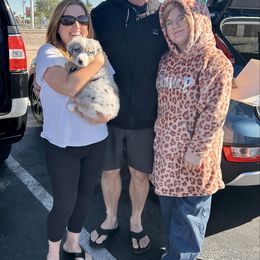 Gator - Blue merle male Australian Shepherd puppy in Scottsdale, Arizona from B & T's Aussies & Aussie Doodle's