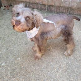 Miniature Schnauzer Puppies from Brown’s Kennel Club