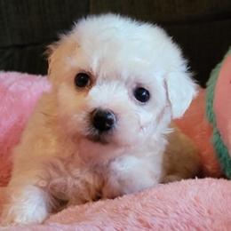 Bichon Frises from Bichon Frise Partnership