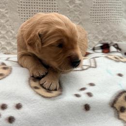 Yellow boy - Golden male Golden Retriever puppy in Great Falls, Montana from VS Golden Fields
