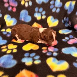 Iris - White and red female Border Collie puppy in Scottsboro, Alabama from Bear Hollow Border Collies