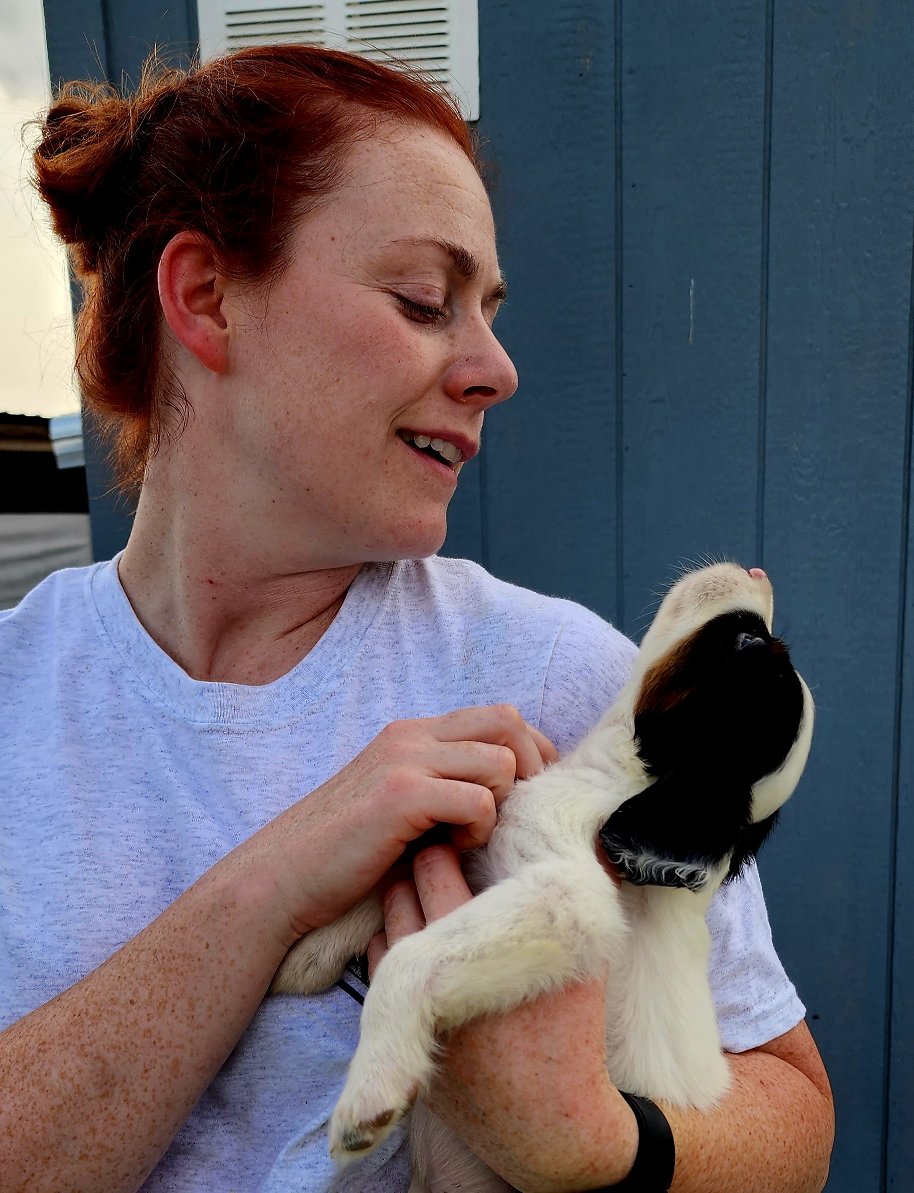English Setter Puppies from Woodsway Kennel