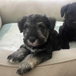 Miniature Schnauzer Puppies from Aria's Miniature Schnauzers