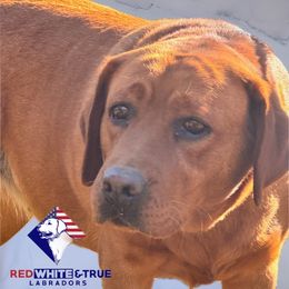 Ruby - Labrador Retriever