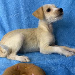 Yang - white and lemon female Companion Cross puppy in Palm Coast, Florida from Fiesta Pups