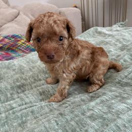 Boy 2 - Apricot male Poodle puppy in Maricopa, Arizona from La Petite poodle