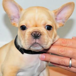 French Bulldogs from Awesome Frenchies