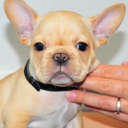 French Bulldogs from Awesome Frenchies