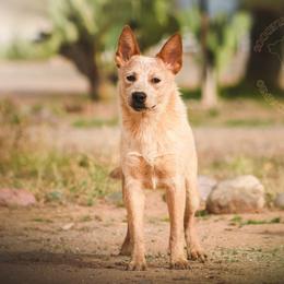 Aes Sedai (AKC) Co-own - Red speckled female Australian Cattle Dog puppy in Marana, Arizona from Impact 3rd Australian Cattle Dogs