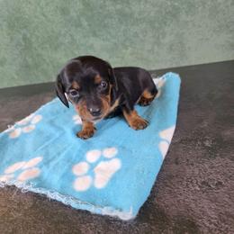 Girl 3 - Black and tan female Dachshund puppy in Fallon, Nevada from Butterbean Dachshunds