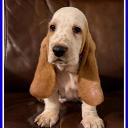 Blue - Lemon and white male Basset Hound puppy in Columbia, South Carolina from Pawmetto Hounds