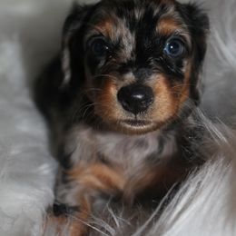 Dachshund Puppies from Callaway Country Dachshunds