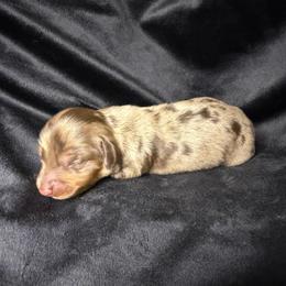 Teddi - Dapple male Dachshund puppy in Washburn, Tennessee from Broken Arrow Miniature Dachshunds