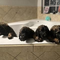 Leonberger Puppies from Magnolia Leos