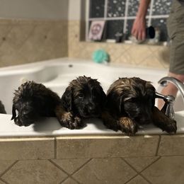 Leonberger Puppies from Magnolia Leos