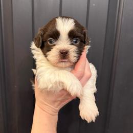 Hamlet - Liver and white male Shih Tzu puppy in Stroud, Oklahoma from Laik’s Little Shihtz & Poms