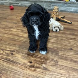 Cocker Spaniel Puppies from Camelot