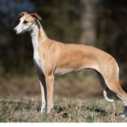 Scout - Whippet