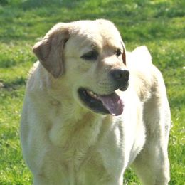 Golden Retrievers and Labrador Retrievers from Devanley Labradors