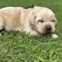Luke (Green Collar) - Yellow male Dilute Retriever puppy in Little Rock, Arkansas from Charcoal And Silver Labs