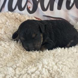 Girl 2 - female Goldendoodle puppy in Waynesboro, Virginia from Forest Creek Kennel