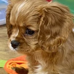 Cavalier King Charles Spaniels from Glen Haven Cavaliers