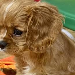 Cavalier King Charles Spaniels from Glen Haven Cavaliers