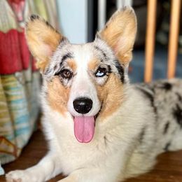 Button - Cardigan Welsh Corgi
