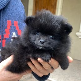 Jack - Black male Pomeranian puppy in Citrus Heights, California from Yev and Marina's Pomeranians (AKC)